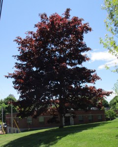 Red Maple on Main St.